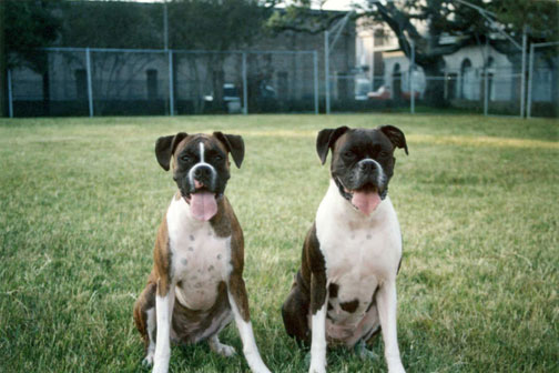 Marley & Raven at dog park