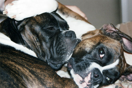 Marley & Raven laying together on sofa