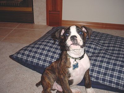 Marley