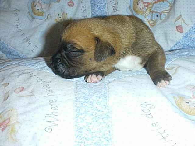 Marley_10_days_3_