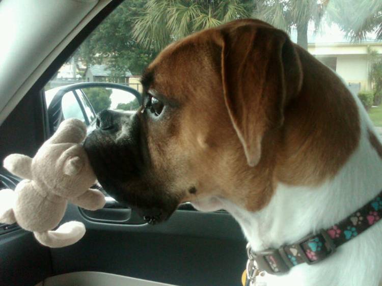 Marley_Dog_Toy