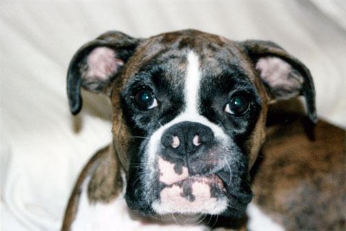 Marley's Elvis lip