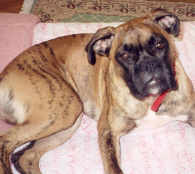martin_on_the_bed