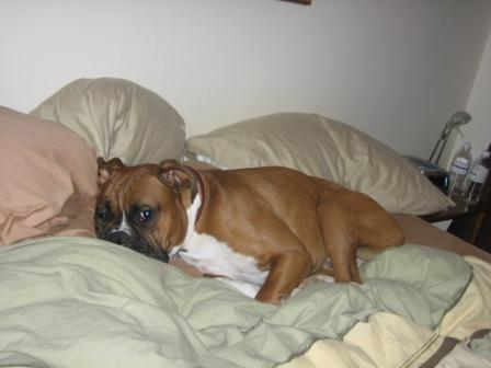 Marv_in_OUR_bed