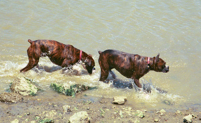 Mason & Nikki in the water