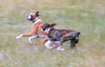 Mason & Sampson playing chase