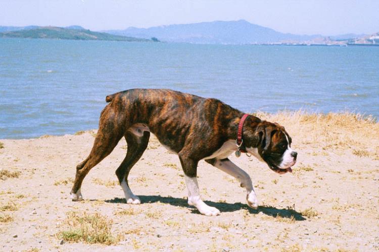 Mason stalking Sampson