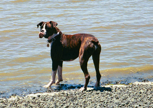 Mason the beach comber