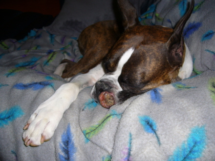 Mast Cell Tumor