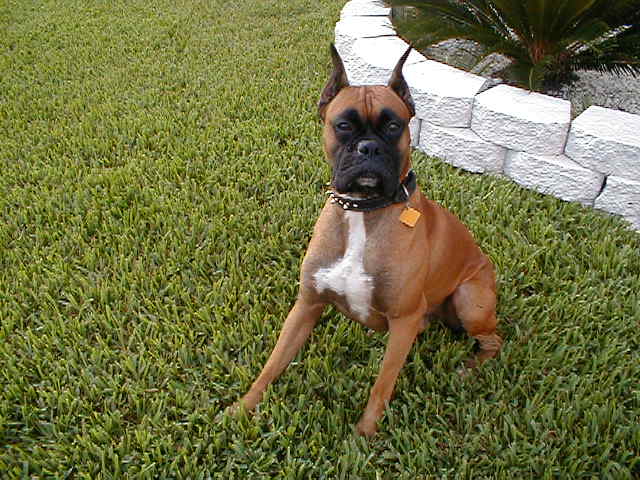 Master TAZ