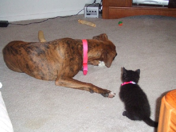 Matching Collars