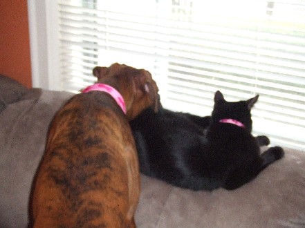 Matching Collars