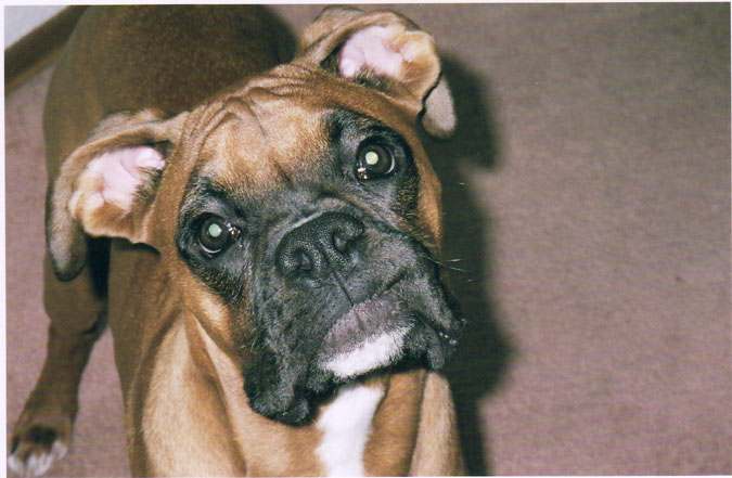 Mateus as Rocky 2