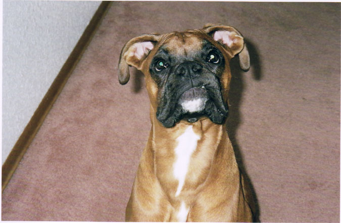 Mateus as Rocky