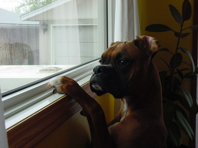 Mateus/close up window