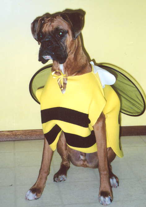 Mateus in his costume