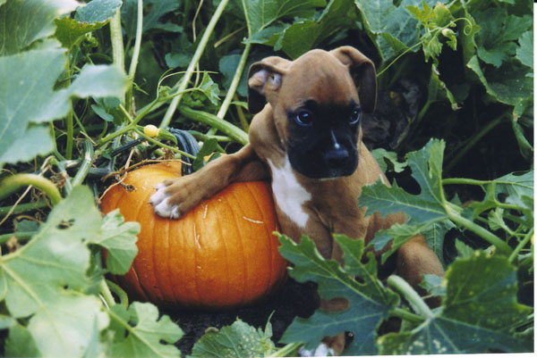 Mateus - My little pumpkin