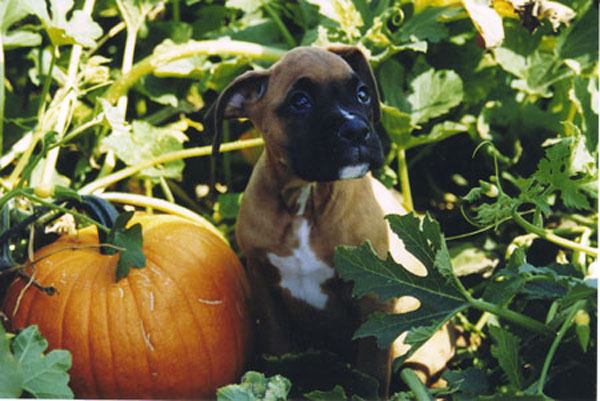 Mateus - Pumkin Angel