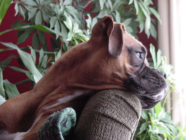 Mateus