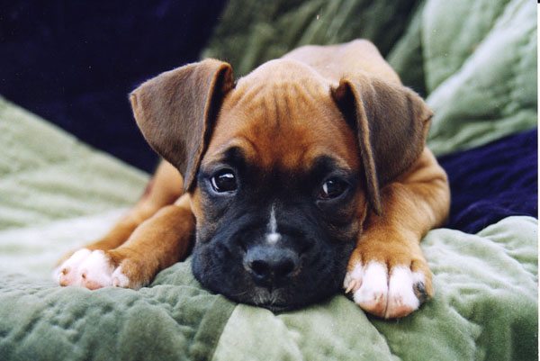 Mateus_on_blanket