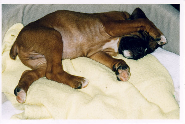 Mateus_sleeping_1