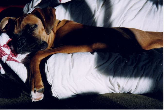 Mateus_snoozing