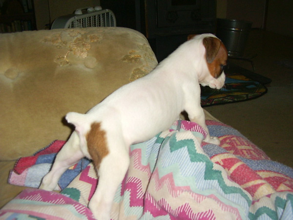 Matilda at 6 weeks