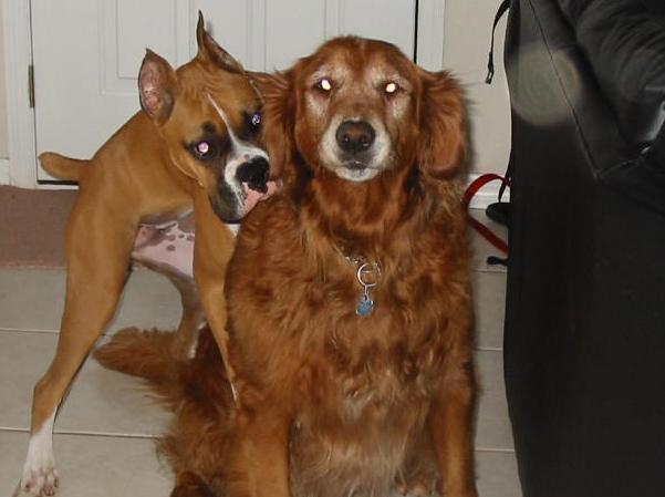 Mattie and Chewy