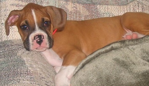 Mattie on the couch