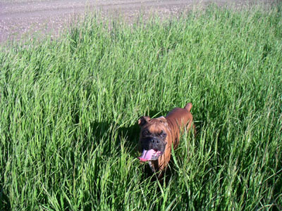 Matues in the grass