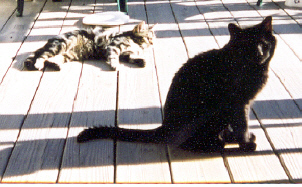 Maurice and Jaspurr enjoying the sun