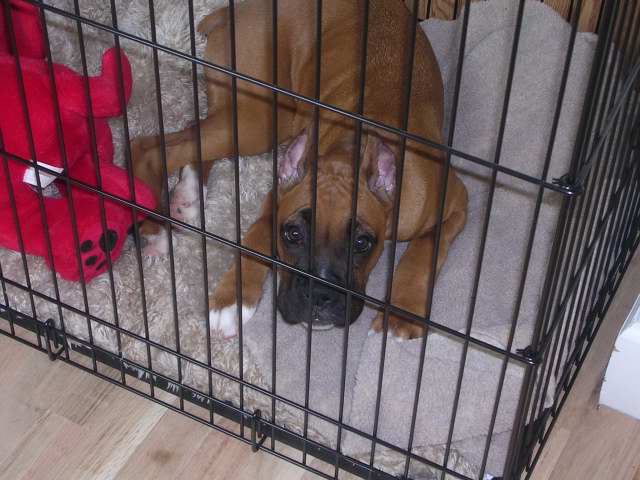 Mav in his crate