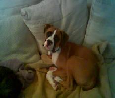 Maverick 17 wks