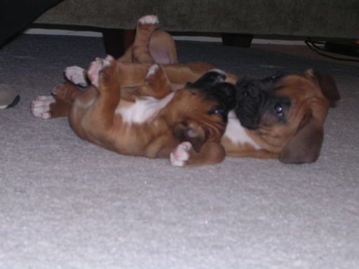 Maverick 2 days after ear clippings