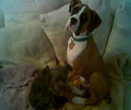 Maverick and Harley
