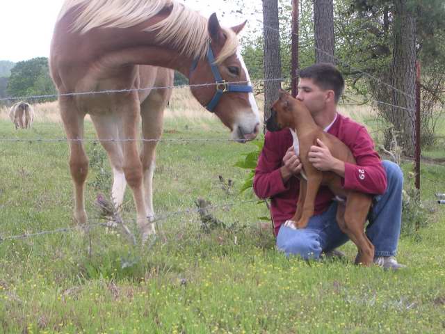 Maverick meeting his first horse