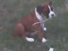 Maverick