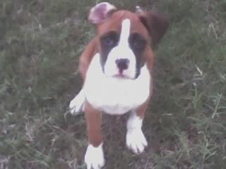 Maverick10_wks