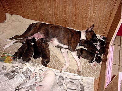 Maverick's Litter