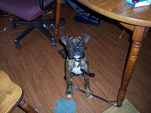 Max 4 months old
