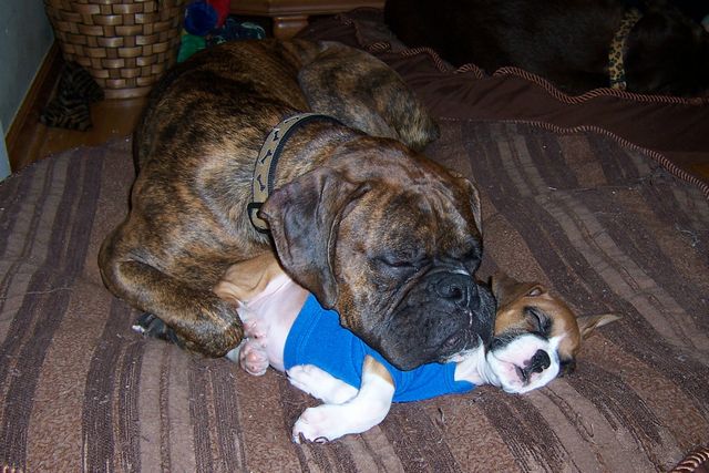 Max and Abby sleeping
