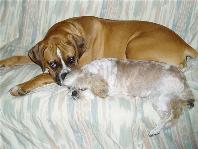 Max and Best Friend
