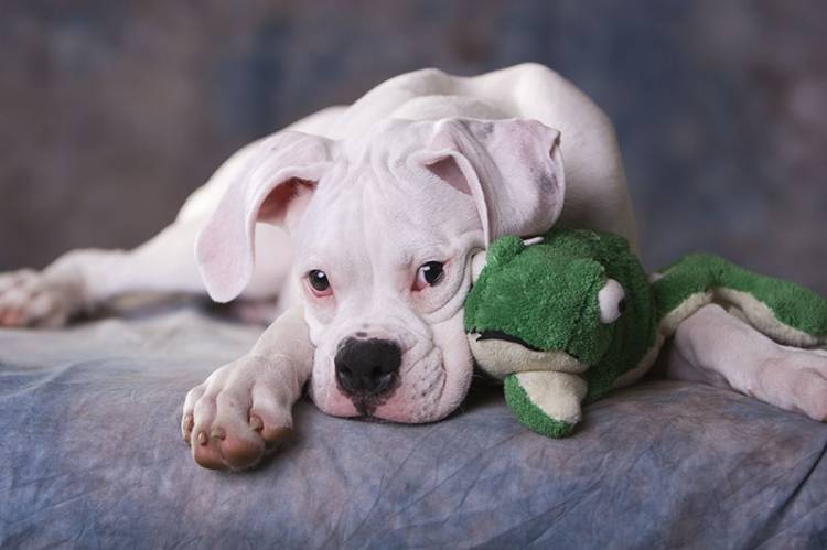 Max and Froggie