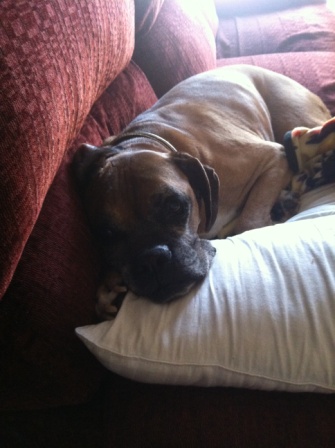 Max and his pillow