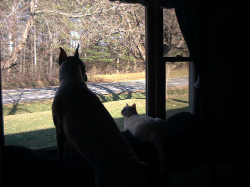 Max and Maxine