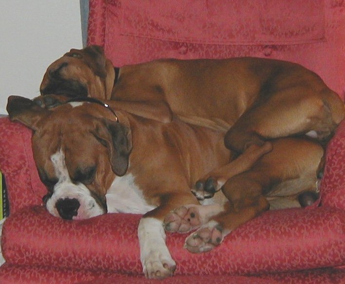 Max and Mocha