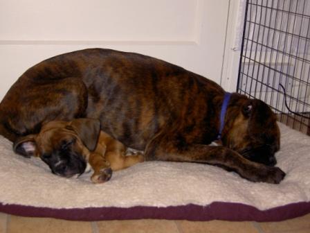 max and roxy