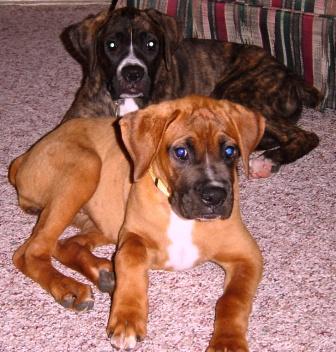 Max and Sophie