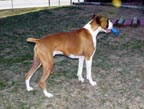 Max and the blue bone
