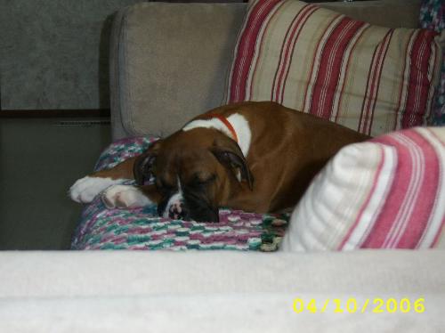 Max asleep on the couch